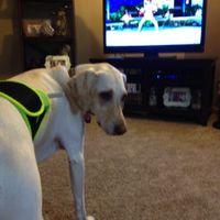 NWR Happy Fursday! Show me your fur babies!