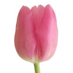 Doing my own flowers?!?! Can't decide on what I want to use (pics.) included
