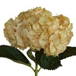Doing my own flowers?!?! Can't decide on what I want to use (pics.) included