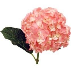 Doing my own flowers?!?! Can't decide on what I want to use (pics.) included