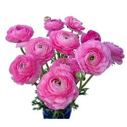 Doing my own flowers?!?! Can't decide on what I want to use (pics.) included