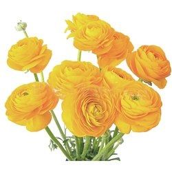 Doing my own flowers?!?! Can't decide on what I want to use (pics.) included