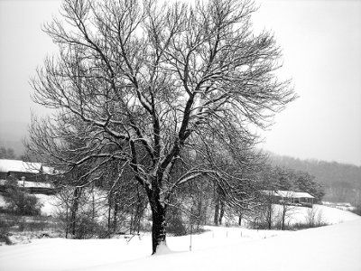 NWR - Snow blankets the Southeast