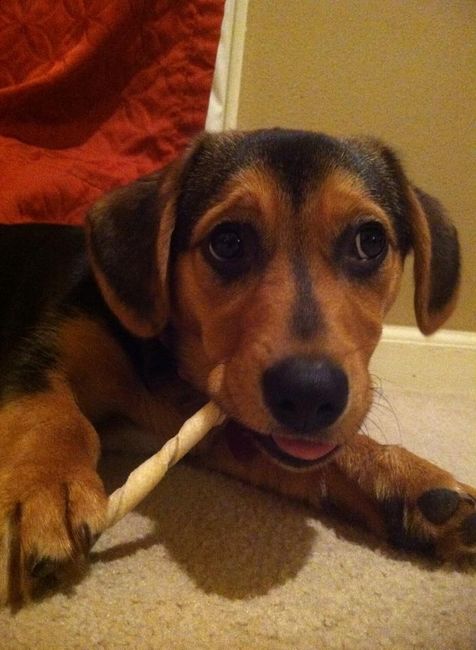 NWR - Spin off of Puppies post...