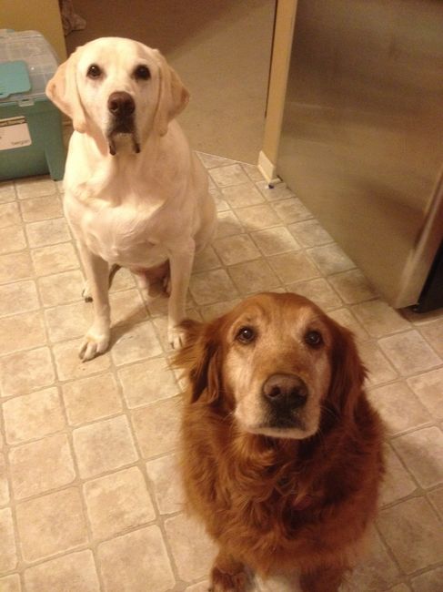 NWR:  Fur Babies