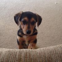 NWR - Spin off of Puppies post...