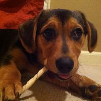 NWR - Spin off of Puppies post...