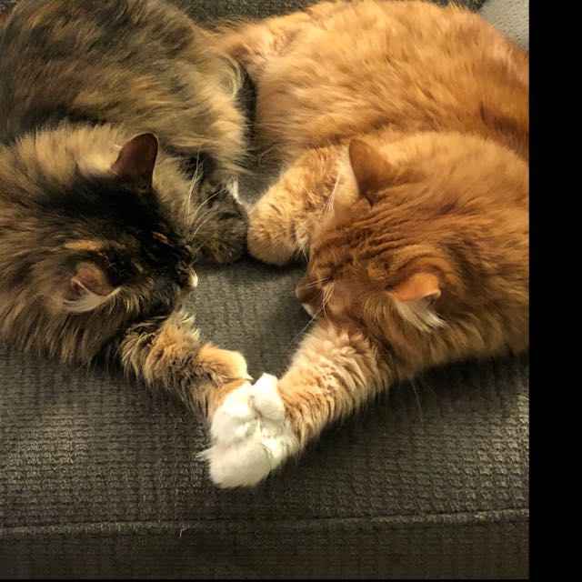 Kids after the wedding? or Pets? or Both? or None? - 1