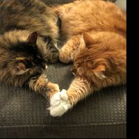 Kids after the wedding? or Pets? or Both? or None? - 1