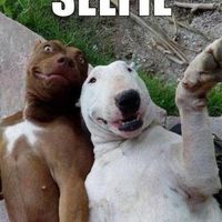 NWR: Emotional Rolla Coasta - NEED MEMES!