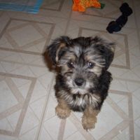 It's National Dog Day!