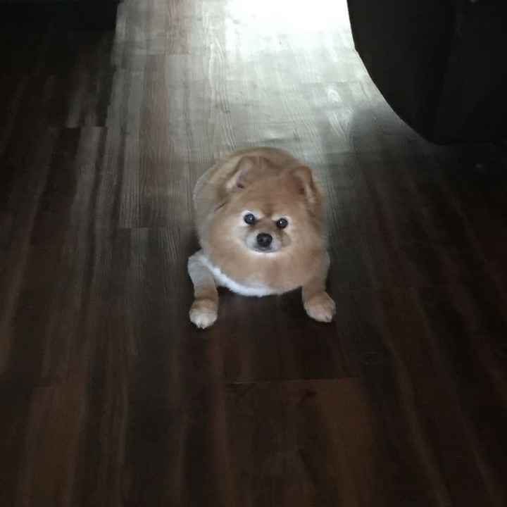 NWR: post pics of your pets!!