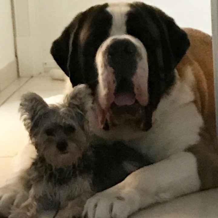 NWR: Silly pictures of your pets