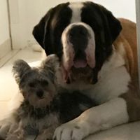 NWR: Silly pictures of your pets