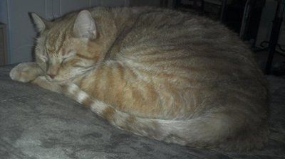 NWR: Show off your fur baby!