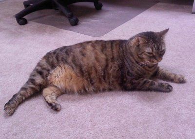 NWR: Show off your fur baby!