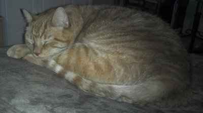 NWR: Show off your fur baby!