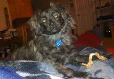 NWR: Show off your fur baby!