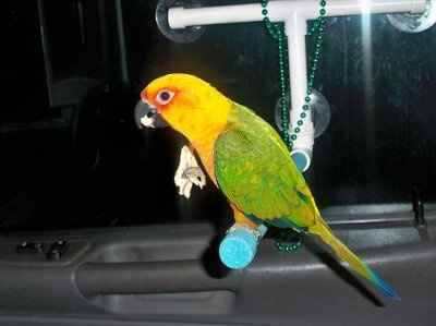 NWR... my cats.. do you have any pets?