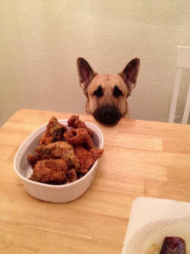 Just for fun, lets see your crazy pet child....