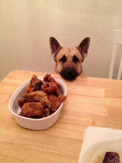 Just for fun, lets see your crazy pet child....