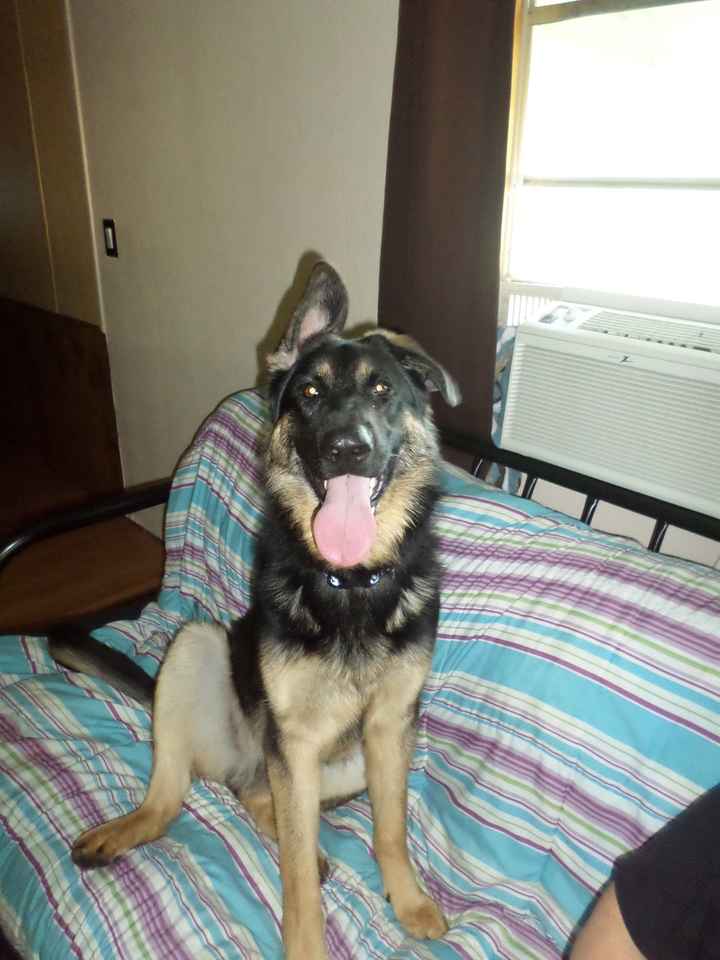 Show me your puppies!