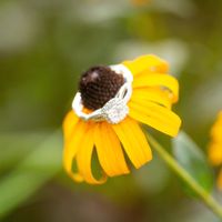 2024 Brides - Show us your ring! - 1