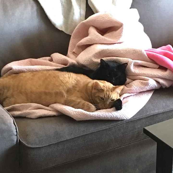 Spinoff: Show us your rescues!