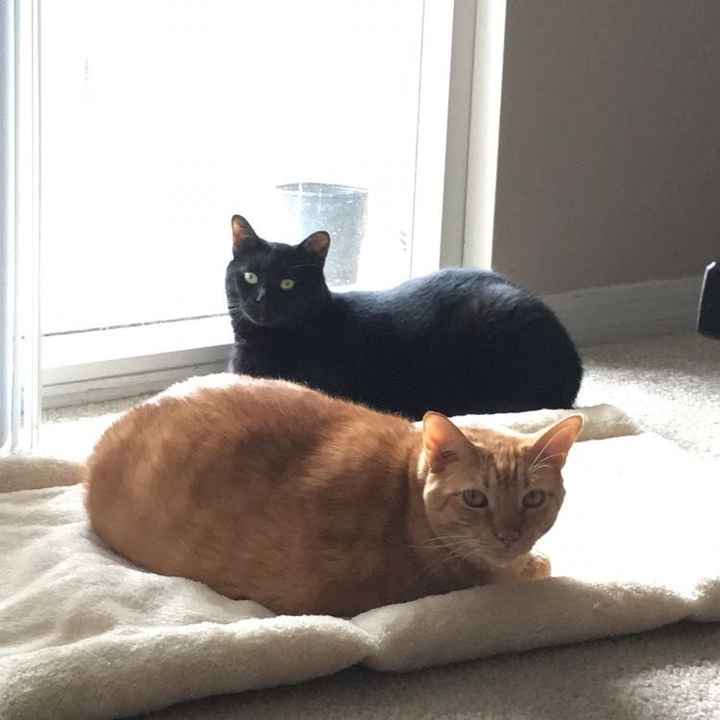 NWR- pets! We love them show me yours :)