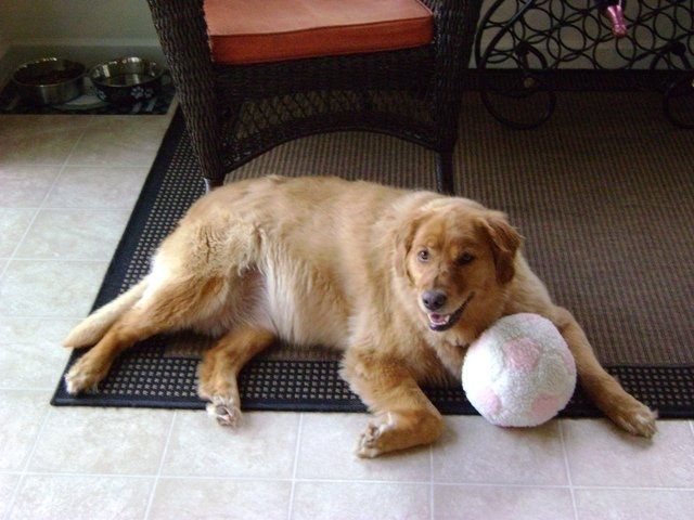 Lets see those puppies that we share with our FHs!