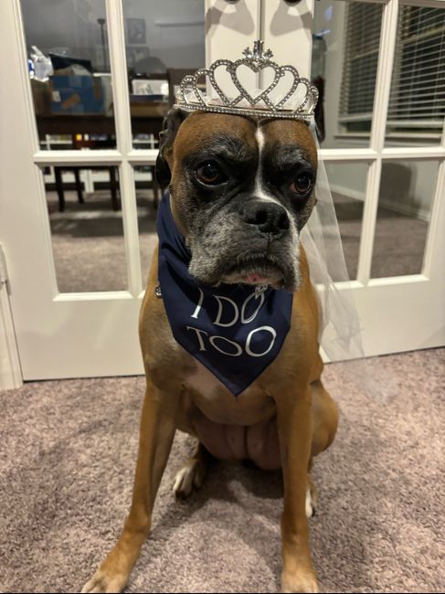 Meow And Furever: Incorporating Pets Into The Wedding 🐶🐱 2