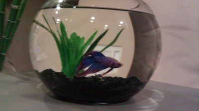 NWR: I want to see your pets!