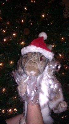 NWR: I want to see your pets!