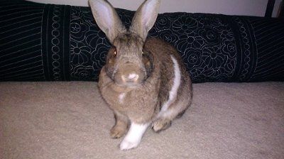 NWR: Furry Friends