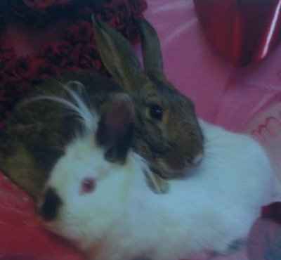 Just for fun- haven't seen the furbabies in awhile