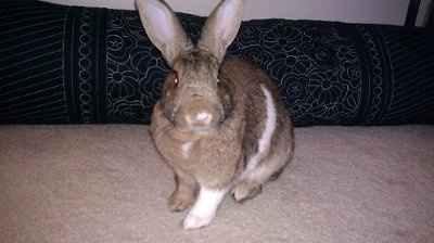 NWR: Furry Friends