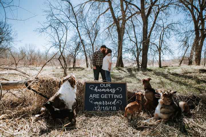 Engagement photos w/ dogs - 2