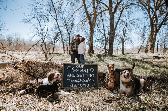 Dog engagement pictures - 1