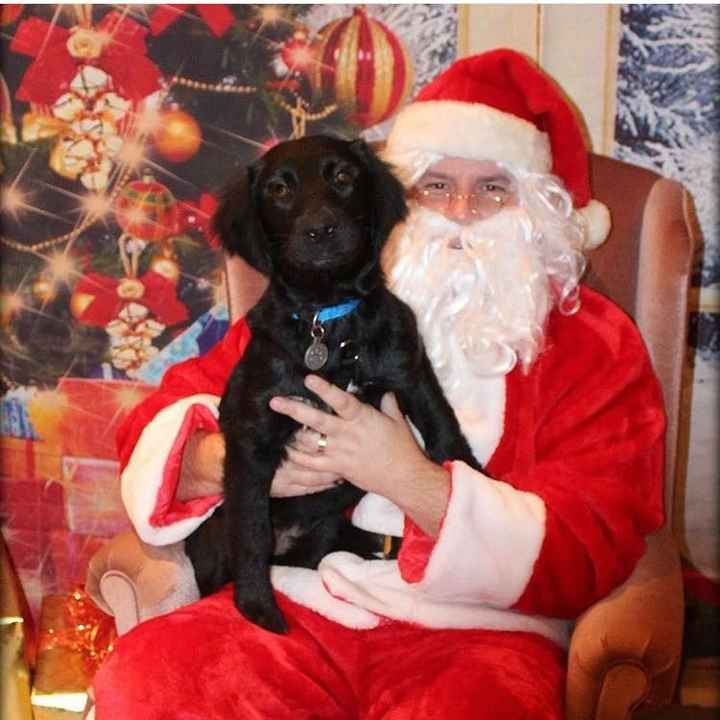 NWR: Puppybowl! And Fur Babies!