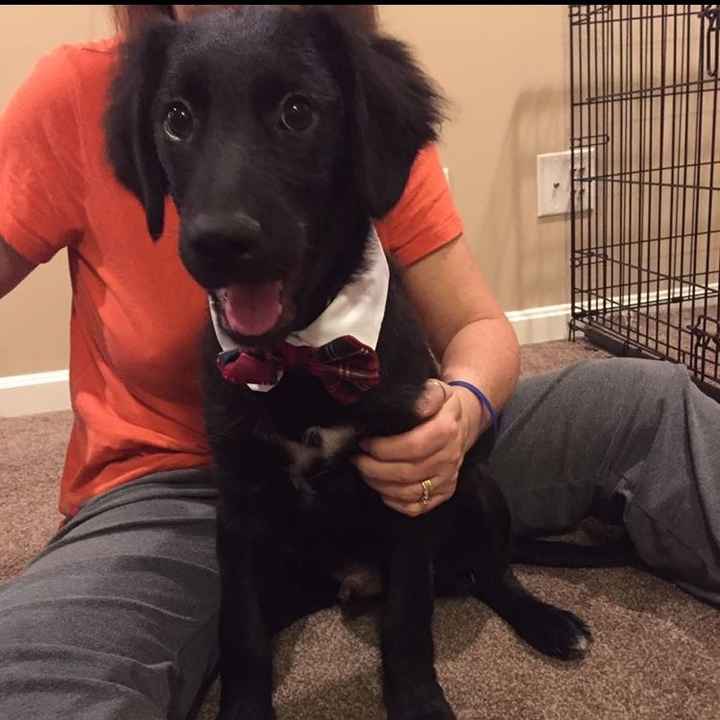 NWR: Puppybowl! And Fur Babies!