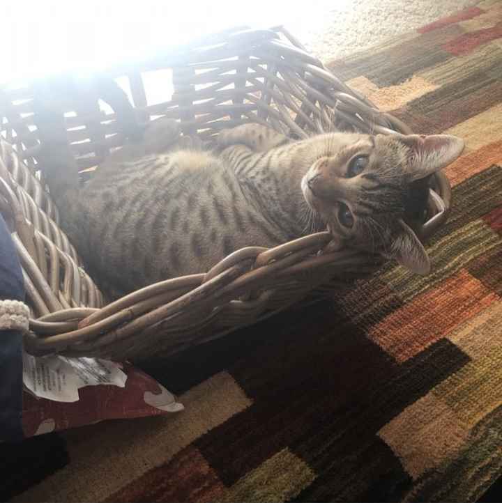 NWR: Tomorrow is National Cat Day!