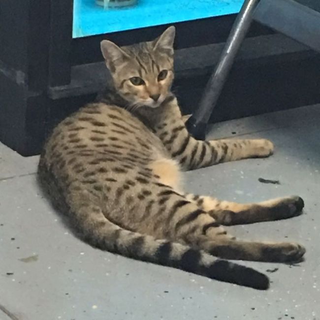 NWR: Tomorrow is National Cat Day!