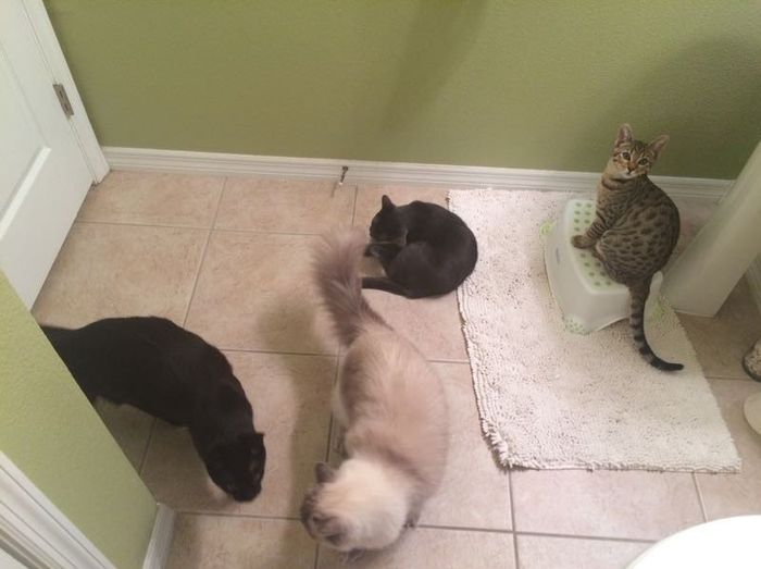NWR: Tomorrow is National Cat Day!