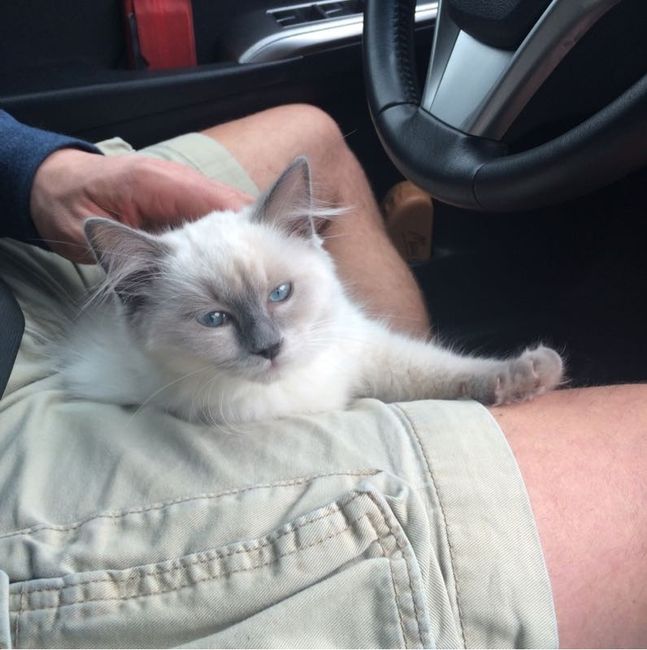 NWR: Tomorrow is National Cat Day!