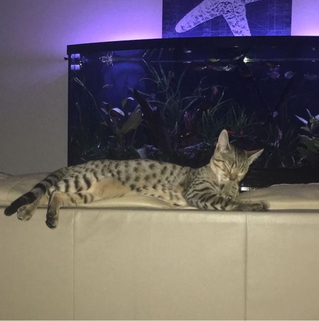 NWR: Tomorrow is National Cat Day!