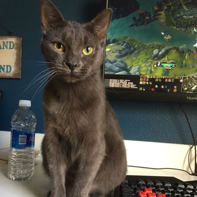 NWR: Tomorrow is National Cat Day!