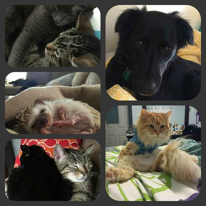 Show me your fur babies!