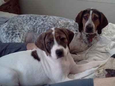 SBR: Meet my Fur-babies, lets see yours too