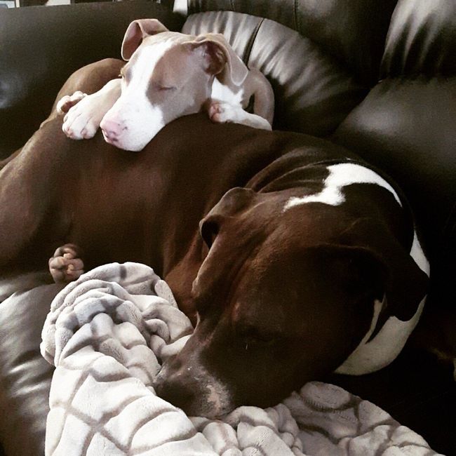 NWR:  Show me your fur babies!
