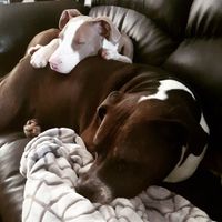 NWR:  Show me your fur babies!